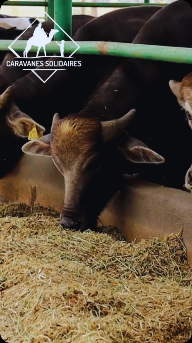 De la ferme à G@za, chaque étape compte. ❤️
Cette année encore, nous assurons la transformation et la distribution de votre sacrifice de l'Aïd (Adahi) pour apporter un soutien essentiel à nos frères et sœurs. Merci pour votre générosité qui redonne le sourire aux familles. 🤲✨#caravanessolidaires #nousensemble #solidarité #pontsdubien
